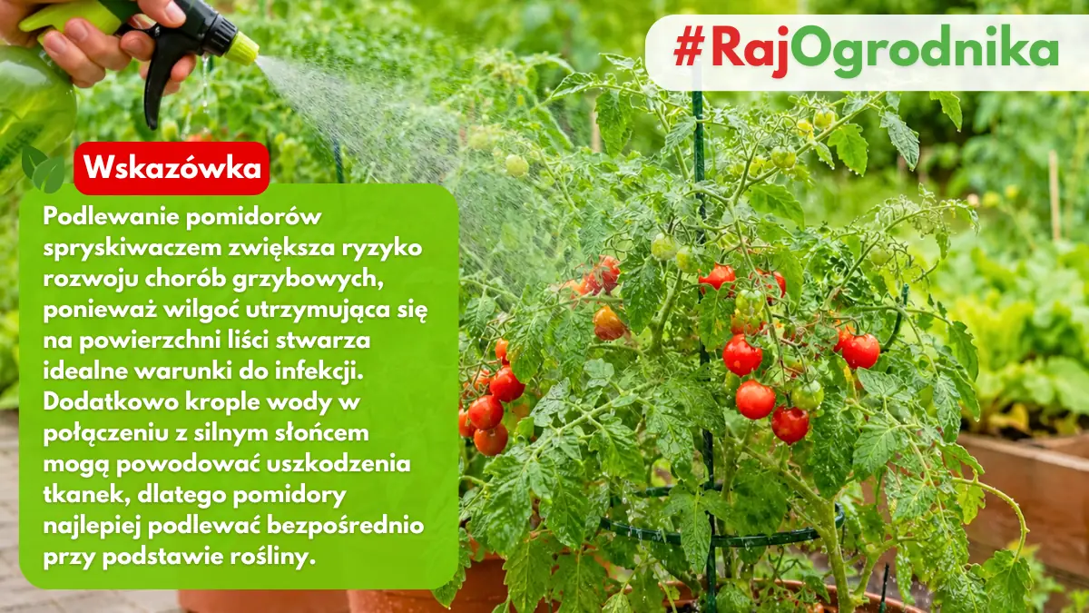 Dlaczego nie powinno się podlewać pomidorów po liściach blog sklep rajogrodnika
